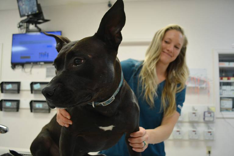 Upcoming Events Veterinary Practice Acquisitions Veterinary upcoming-events-veterinary-practice-acquisitions-veterinary