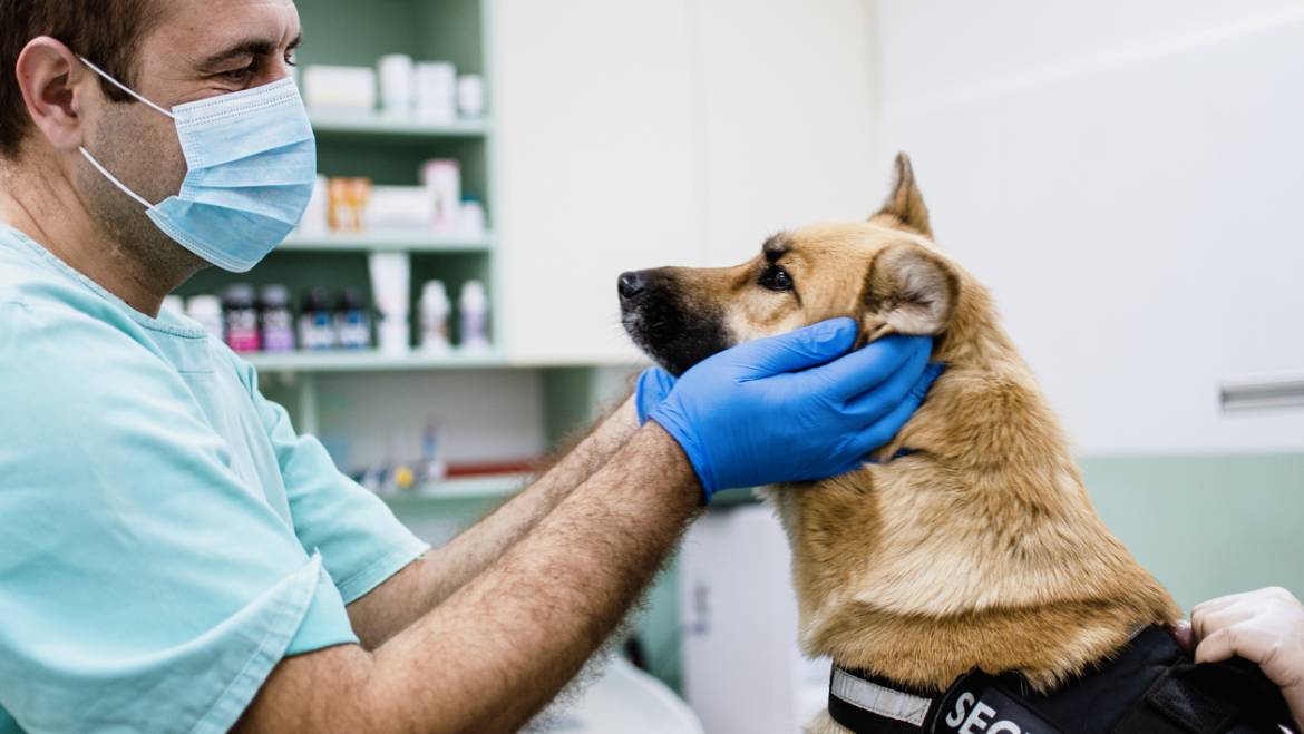 The Ultimate Guide to Searching for Jobs for Veterinarians
