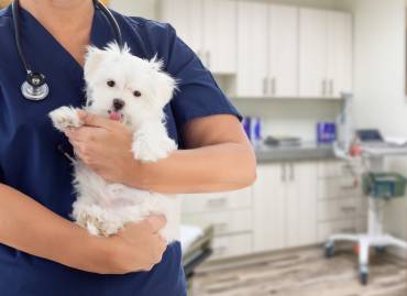 Interested in Becoming a Relief Veterinarian?