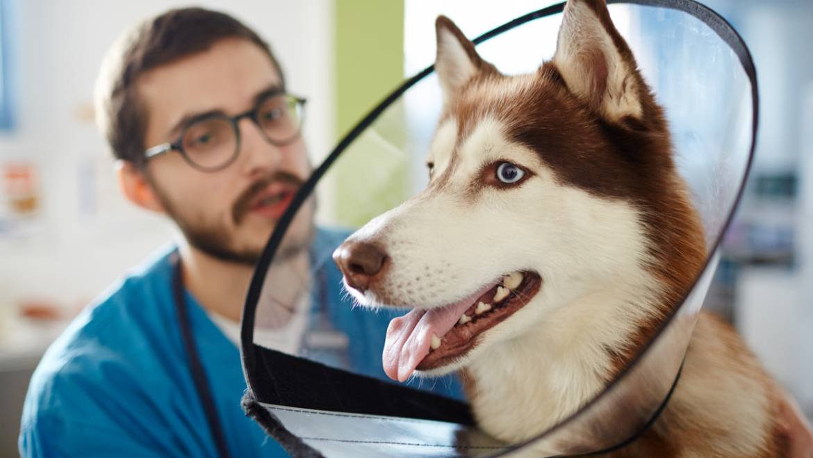 Becoming a Relief Veterinarian vs. a Part-Time Veterinarian