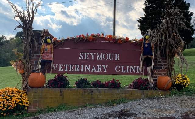 Seymour Veterinary Clinic is a companion animal hospital located in beautiful Seymour, Tennessee. Learn about their culture and explore careers here.