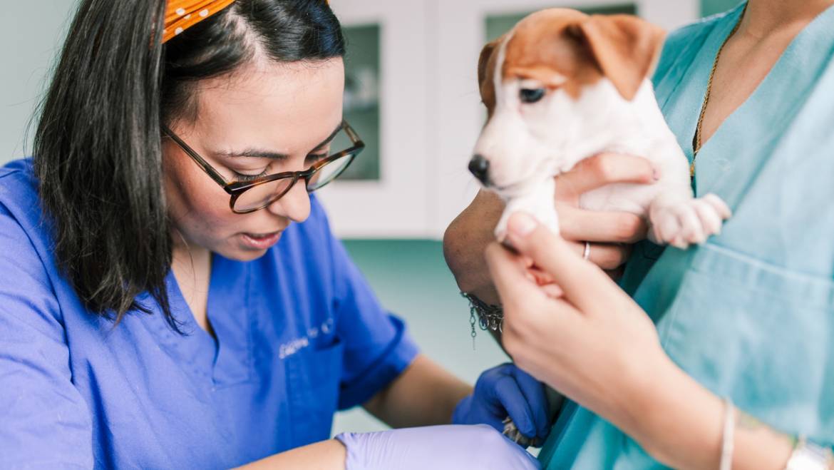How to Combat Stress, Burnout, and Compassion Fatigue in Veterinary Medicine