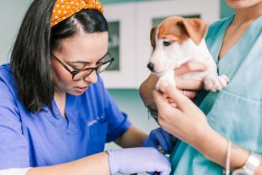 How to Combat Stress, Burnout, and Compassion Fatigue in Veterinary Medicine
