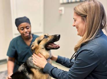 Veterinarian Profile: Dr. Carrie Muller