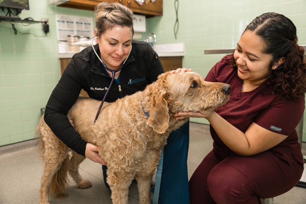 Learn about the attributes of VetEvolve’s ideal veterinary practice partner to see if your practice is the right fit.