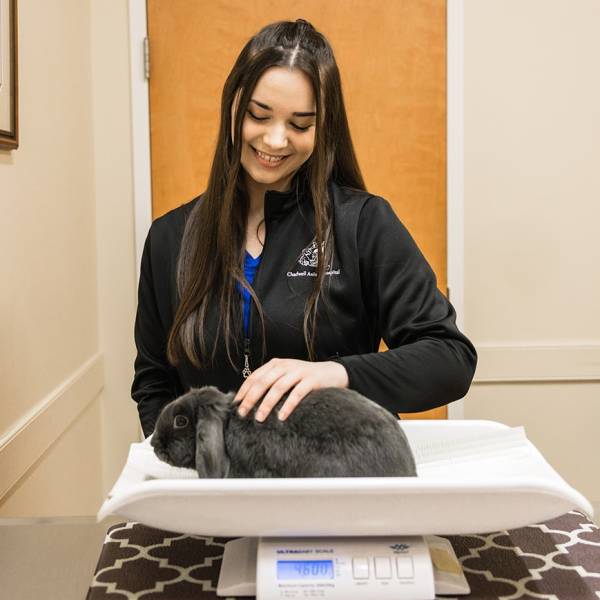 Vet Tech with bunny