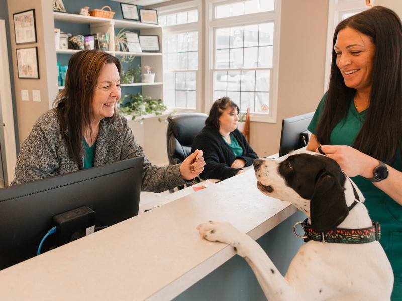 Veterinary Support Staff
