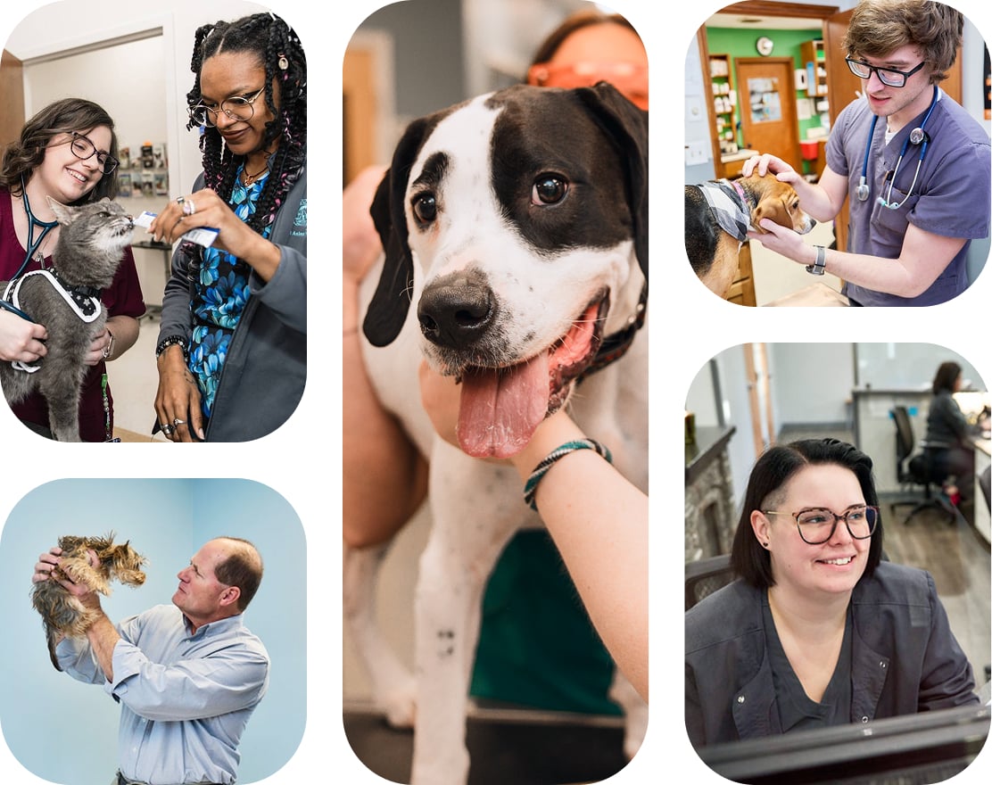 Several images of veterinarians, office workers, and pets.