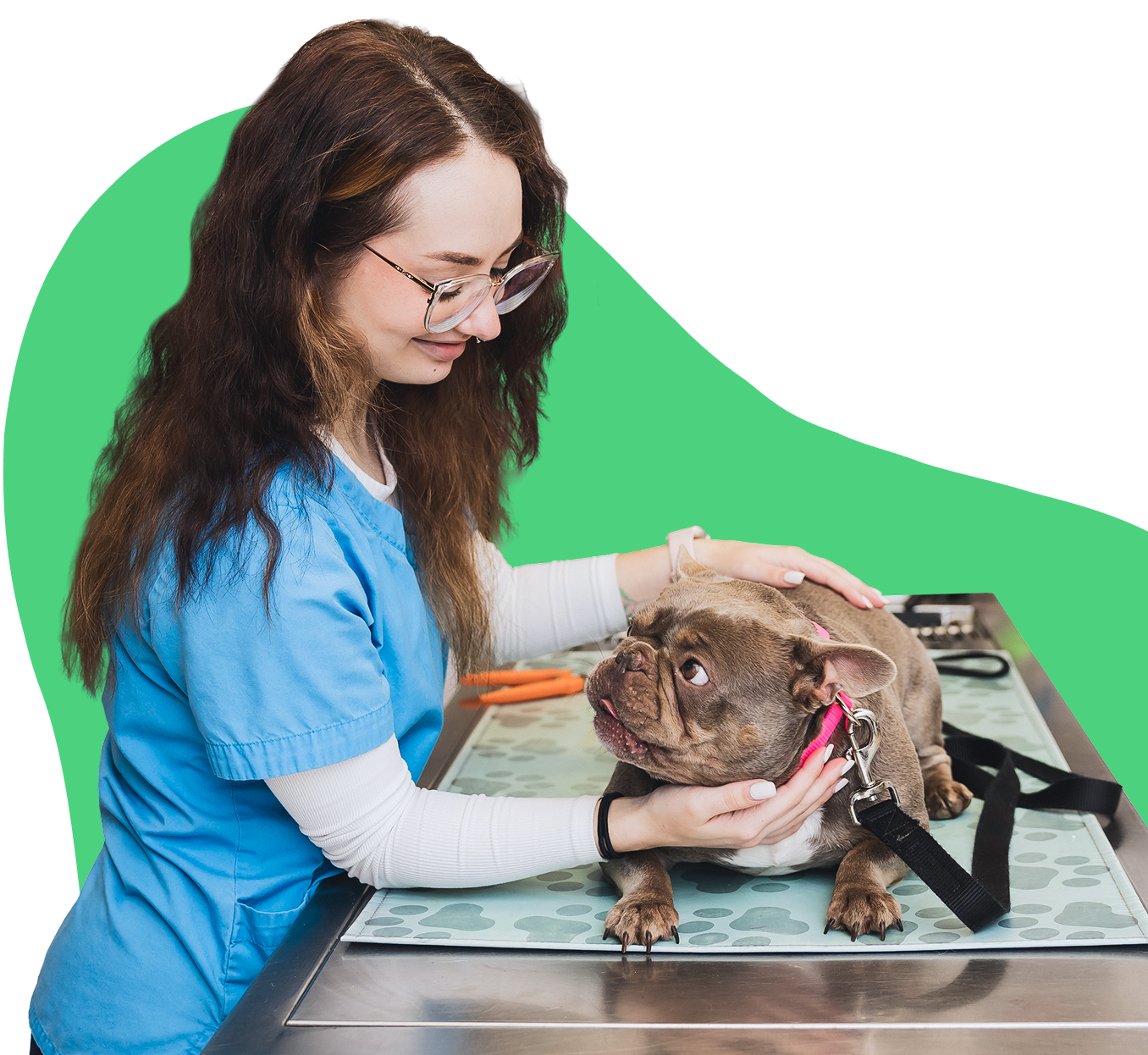 Woman smiling while giving a brown French bulldog a checkup.
