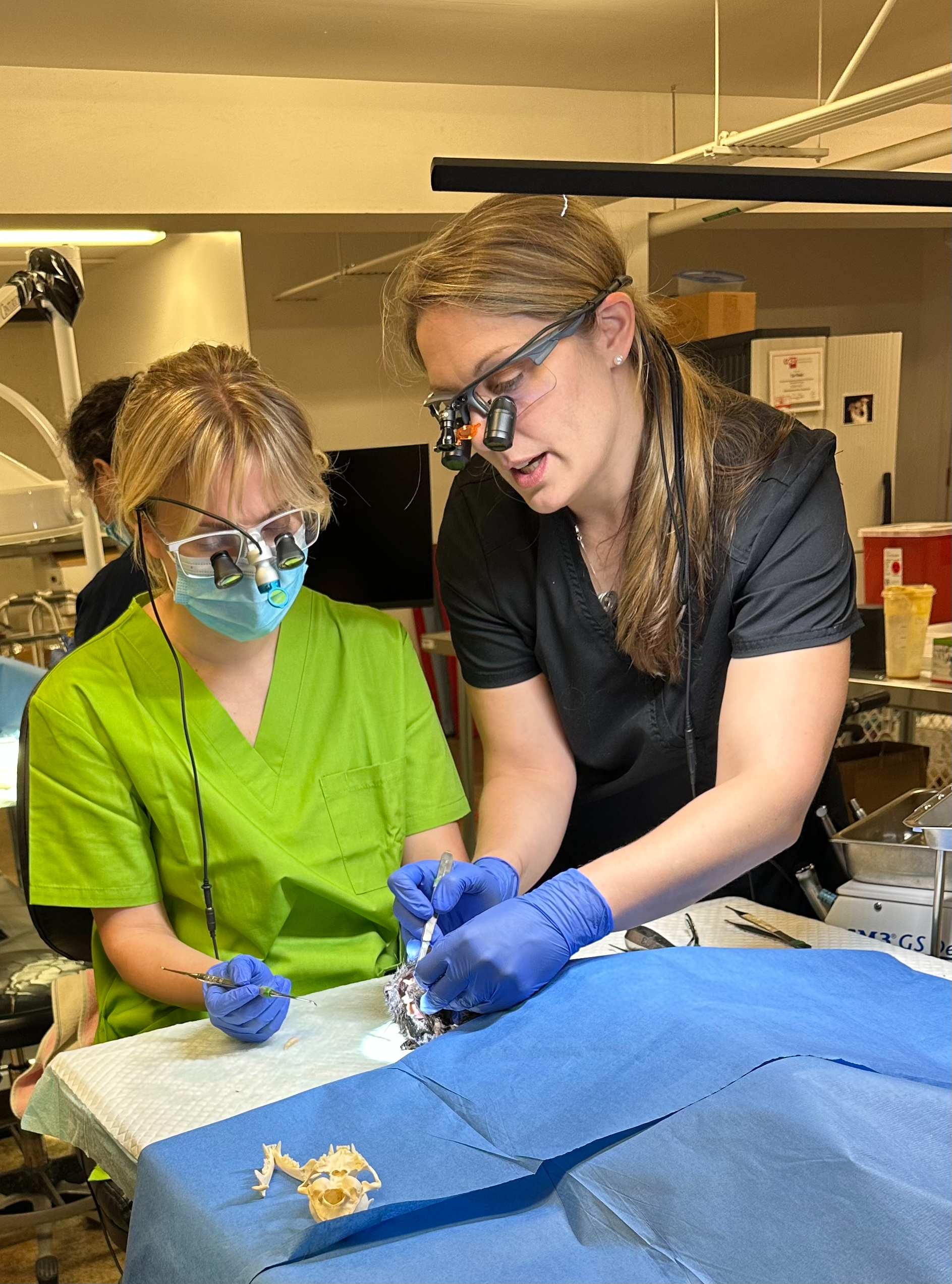 Photograph of a vet mentoring a student.