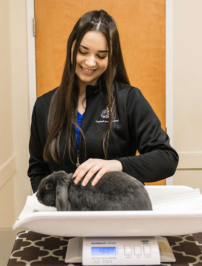 Photograph of a vet tech weighing a black lop-eared bunny.
